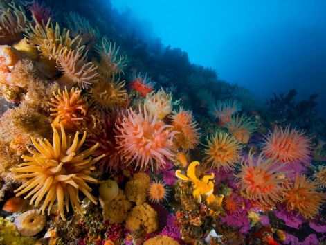 anemones-soft-corals_28379_990x742.jpg